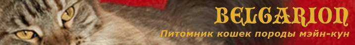 Belgarion Mainecoon Cattery, Saint-Petersburg