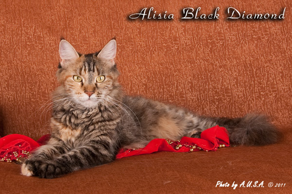    Alisia Black Diamond