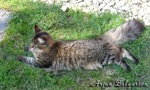 Кот породы мейн-кун Arjun Belgarion (9,5 месяцев)