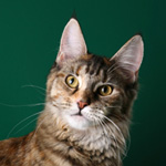 Кошка породы мэйн-кун Audrey Belgarion