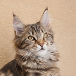 Кошка породы мэйн-кун Cherokee Pathfinder Belgarion