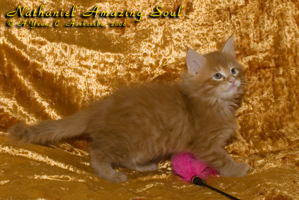   - Nathaniel Amazing Soul