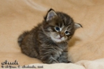 Котёнок породы мейн-кун Assole Belgarion (3 недели)