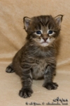 Котёнок породы мейн-кун Arjun Belgarion (3 недели)