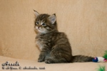 Котёнок породы мейн-кун Assole Belgarion (1 месяц)