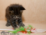 Котёнок породы мейн-кун Alessan Belgarion (1 месяц)