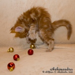 Котёнок породы мейн-кун Aahzmandius Belgarion (1 месяц и 3 недели)