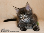 Котёнок породы мейн-кун Alessan Belgarion (1 месяц и 3 недели)