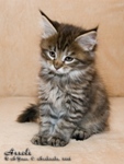 Котёнок породы мейн-кун Assole Belgarion (1 месяц и 3 недели)