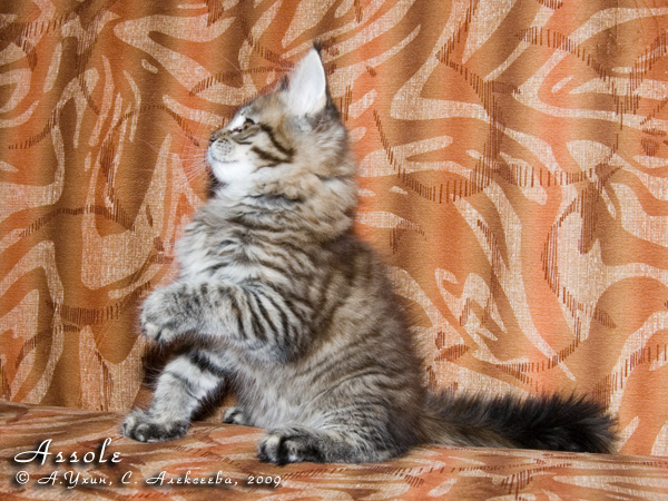 Котёнок породы мейн-кун Assole Belgarion (2 месяца)