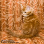 Котёнок породы мейн-кун Aahzmandius Belgarion (2 месяца)