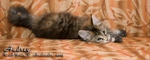 Котёнок породы мейн-кун Audrey Belgarion (2 месяца)