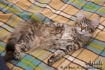 Котёнок породы мейн-кун Assole Belgarion (3 месяца)