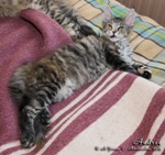 Котёнок породы мейн-кун Audrey Belgarion (3 месяца)