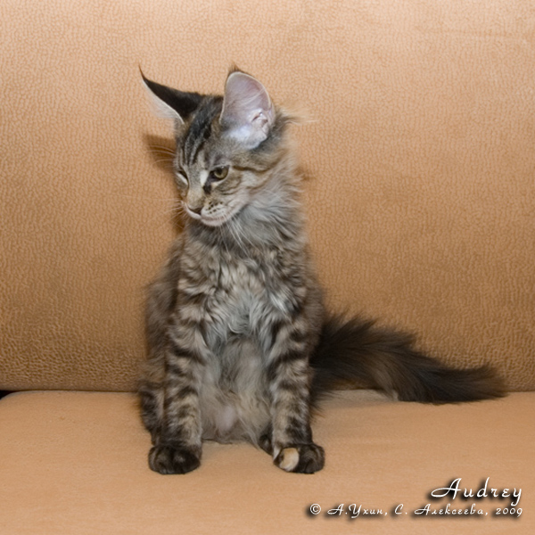 Котёнок породы мейн-кун Audrey Belgarion (3,5 месяца)