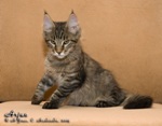 Котёнок породы мейн-кун Arjun Belgarion (3,5 месяца)