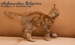   - Aahzmandius Belgarion (4 )
