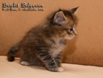 Котёнок породы мейн-кун Brighit Belgarion (1 месяц)