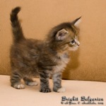 Котёнок породы мейн-кун Brighit Belgarion (1 месяц)