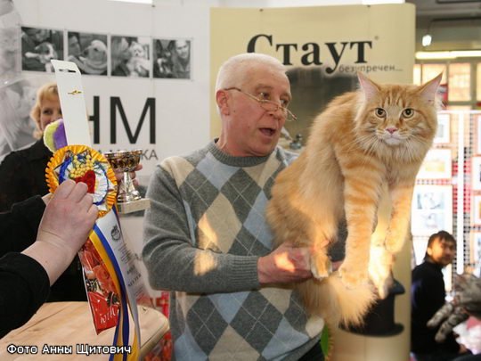 Maine Coon Show