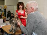 Maine Coon Show