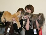 Maine Coon Show