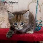 Котёнок породы мейн-кун Brighit Belgarion (1,5 месяца)