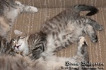 Котёнок породы мейн-кун Birna Belgarion (2 месяца)