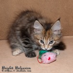 Котёнок породы мейн-кун Brighit Belgarion (2 месяца и 1 неделя)
