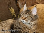 Котёнок породы мейн-кун Arjun Belgarion (5 месяцев)