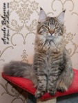 Кошка породы мейн-кун Assole Belgarion (7 месяцев)