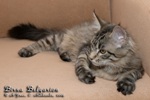 Котёнок породы мейн-кун Birna Belgarion (4 месяца)