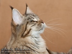 Кошка породы мейн-кун Assole Belgarion (7 месяцев)