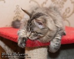 Котёнок породы мейн-кун Birna Belgarion (5 месяцев)