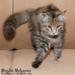 Котёнок породы мейн-кун Brighit Belgarion (5 месяцев)