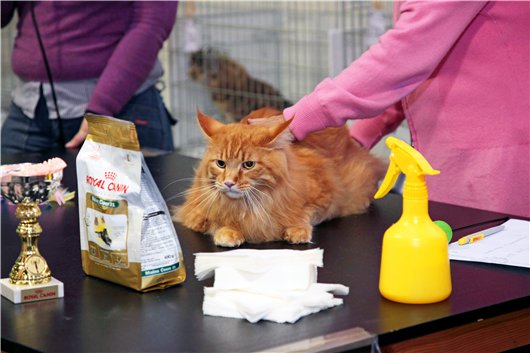 Maine Coon Show  Nathaniel Amazing Soul