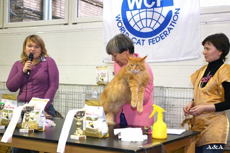 Maine Coon Show  Nathaniel Amazing Soul