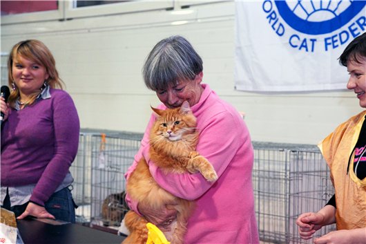 Maine Coon Show  Nathaniel Amazing Soul