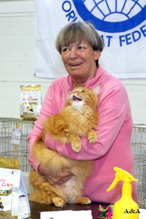 Maine Coon Show  Nathaniel Amazing Soul