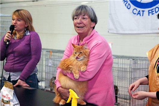 Maine Coon Show  Nathaniel Amazing Soul