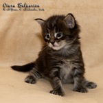 Котёнок породы мейн-кун Ciara Belgarion (3 недели)