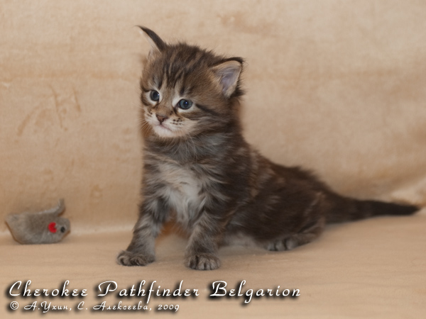 Котёнок породы мейн-кун Cherokee Pathfinder Belgarion (25 дней)