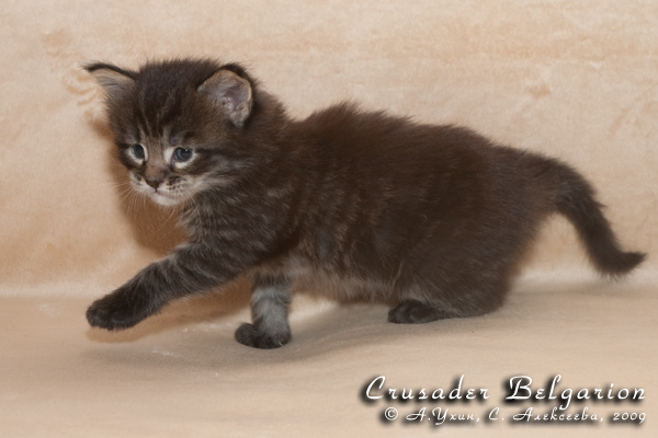 Котёнок породы мейн-кун Crusader Belgarion (25 дней)