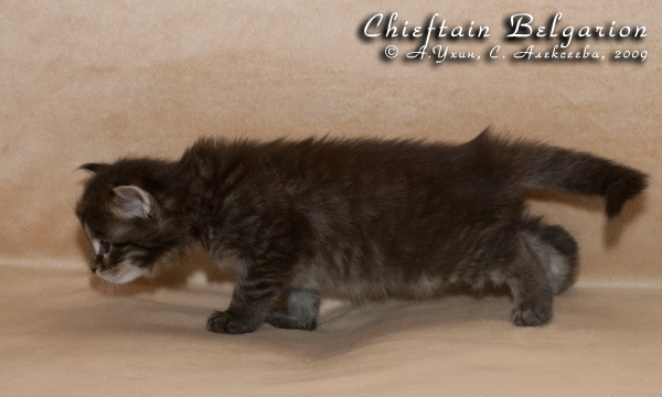 Котёнок породы мейн-кун Chieftain Belgarion (25 дней)