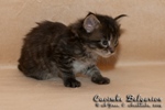 Котёнок породы мейн-кун Caoimhe Belgarion (25 дней)