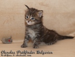   - Cherokee Pathfinder Belgarion (25 )