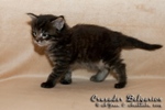   - Crusader Belgarion (25 )