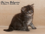 Котёнок породы мейн-кун Cha'risa Belgarion (25 дней)