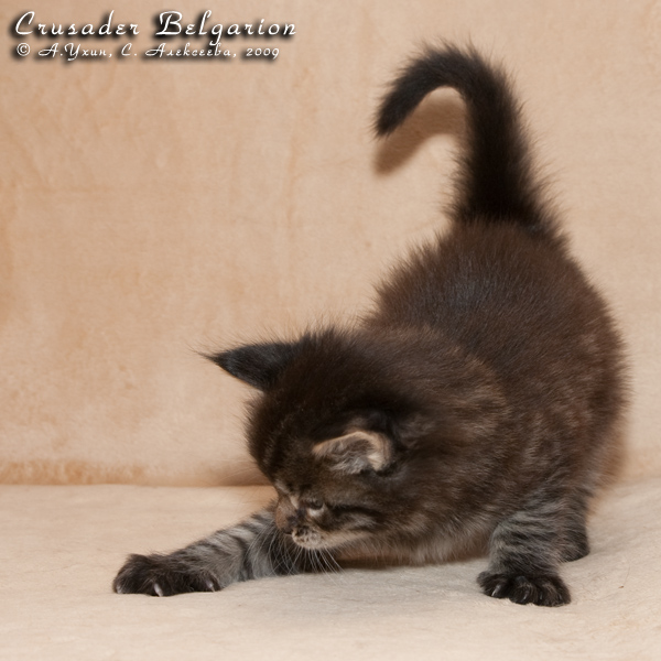 Котёнок породы мейн-кун Crusader Belgarion (1 месяц)