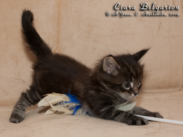 Котёнок породы мейн-кун Ciara Belgarion (1 месяц)